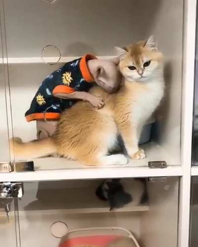 "So this is what having fur feels like? Awesome."