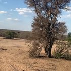 ? A hunger-driven leopard doing a backflip to catch a monkey ?