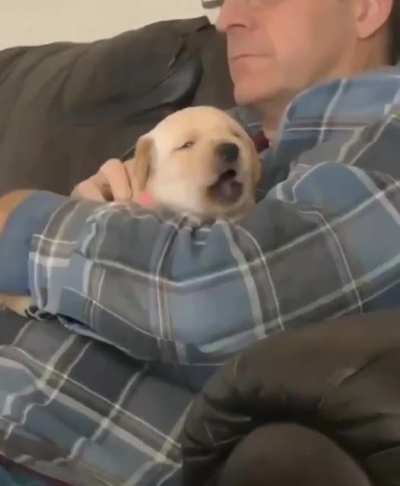 "We are absolutely not getting a puppy."