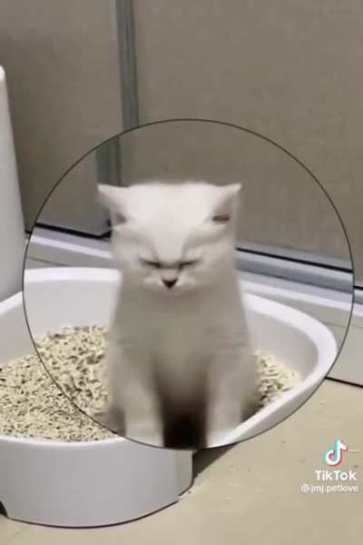 Constipated kitty ?