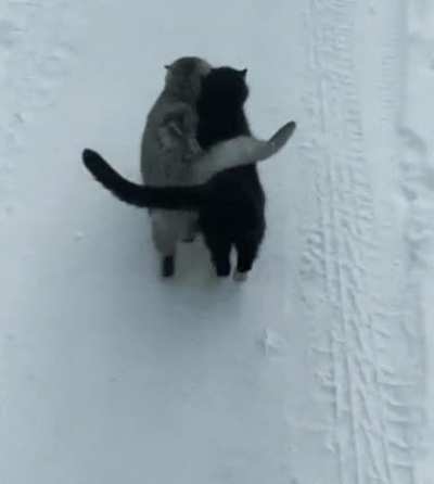 The black cat is blind, they never leave each other ?