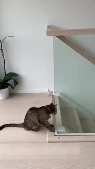 Cat failing to jump on the stair railing ?