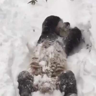 ? a panda enjoying the freshness and softness of the snow
