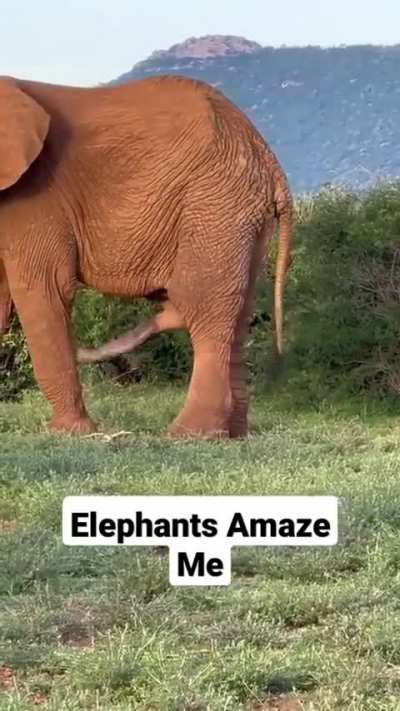 Elephant scratches his stomach with his ?