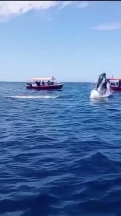 ? Whale bumping a Dolphin in MidAir