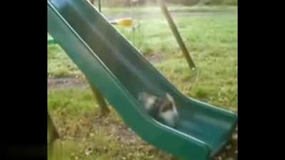 Funny Animals video ?
