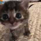 Oh lawd he comin
