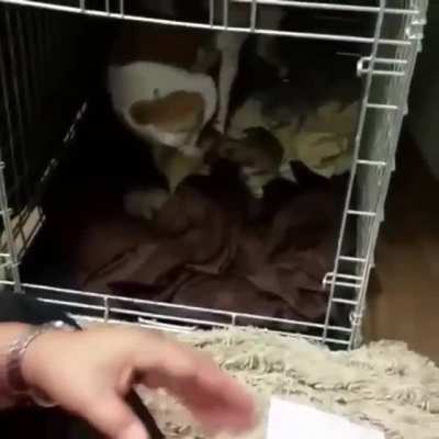 "I'll handle this, human."