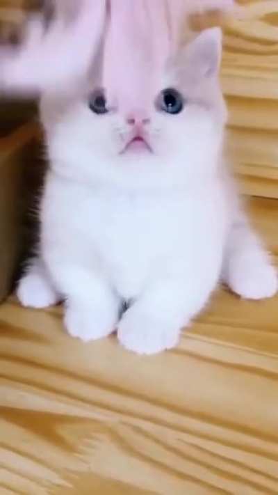 The kitten is cute ?