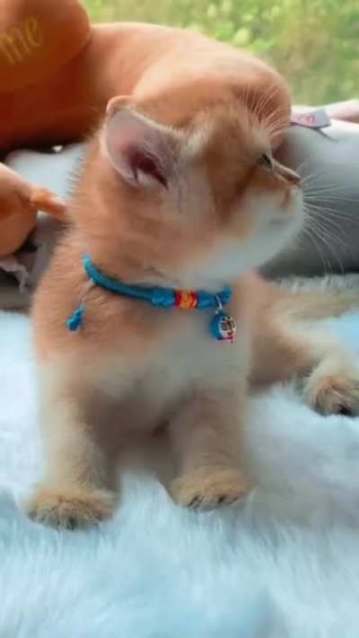 Cuteness overload