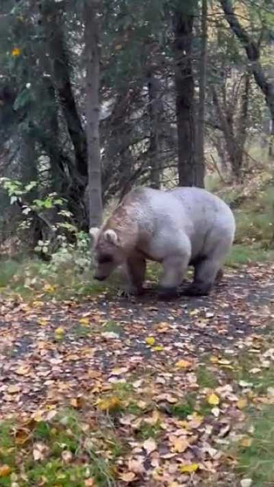 ? Holly, bear 435, looking very much ready for hibernation ?