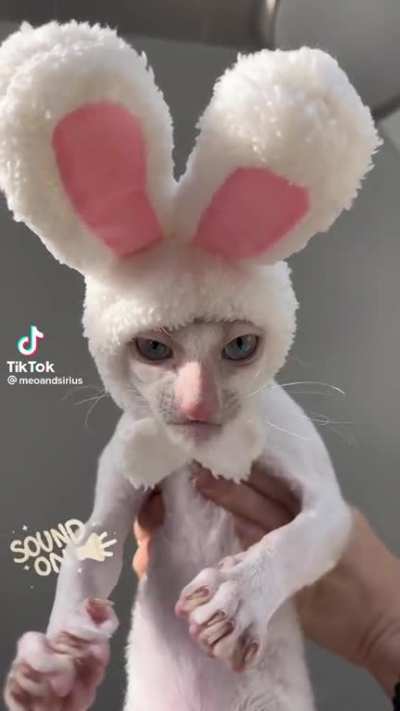 Is it too early for Easter celebrations