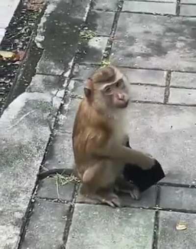 This Monkey ? is more sensible than most humans...!