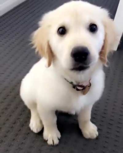 His name is Milo and he’s a good boi