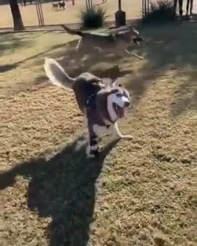 "Hey guys, look! My leg's fixed, lets run!"