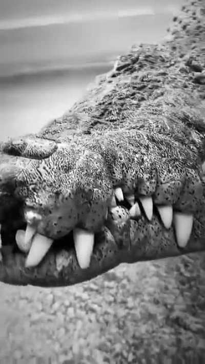 ? Big Crocs look so metal!