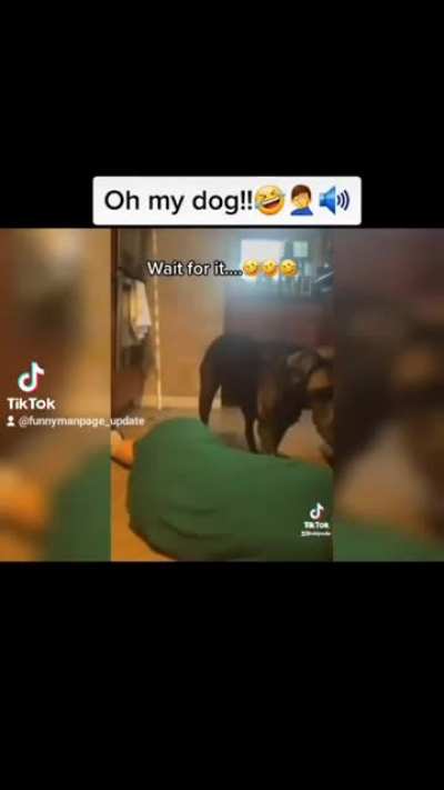 this dog is amazing!! ???‍♀️??