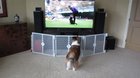 Coby cheering on his friend, Trek, to win an agility competition