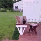 Red's owner says: This is my cat, Red. He does this often &amp; I'm glad I was able to video him in action.