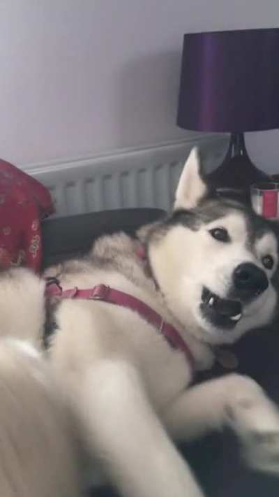 I stopped petting her for a second...