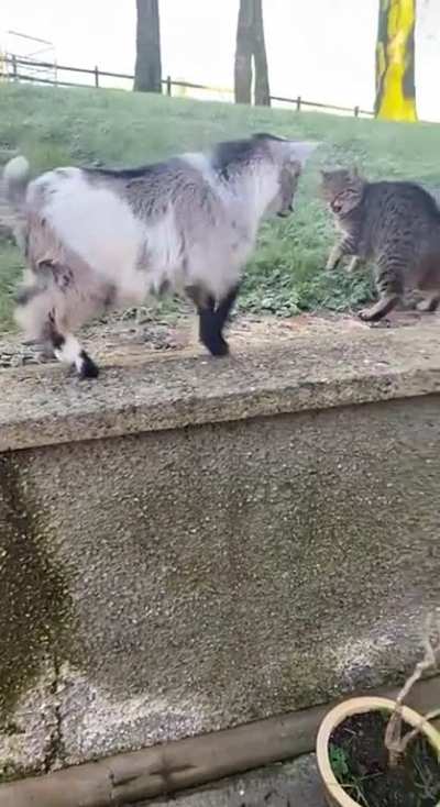 Startled by goat