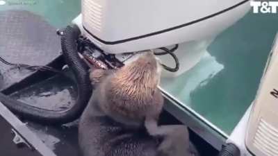 ? an otter seeks refuge on a boat to escape a hungry orca ?