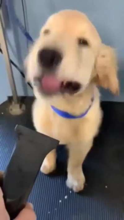 Doggo likes the blow dryer