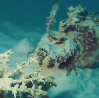 ? Devil Scorpionfish