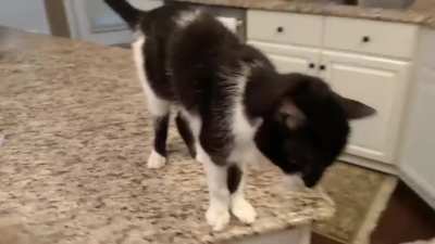 This cat with laryngeal paralysis that has a super deep meow ?