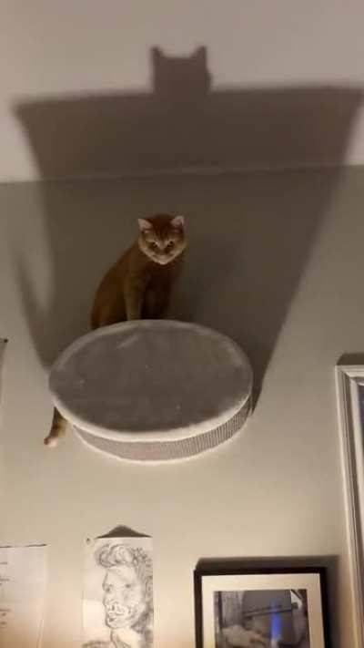 I Am The Night