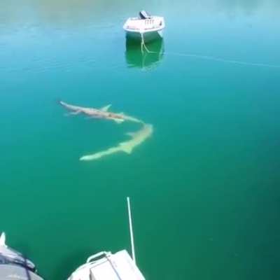? Sharks swimming around a crocodile