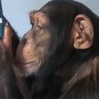 Chimp uses cell phone to browse Instagram
