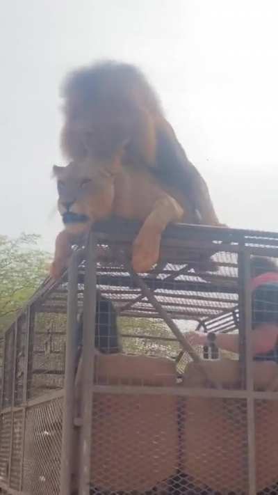 Meanwhile while on safari.....