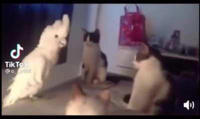 Sudden death