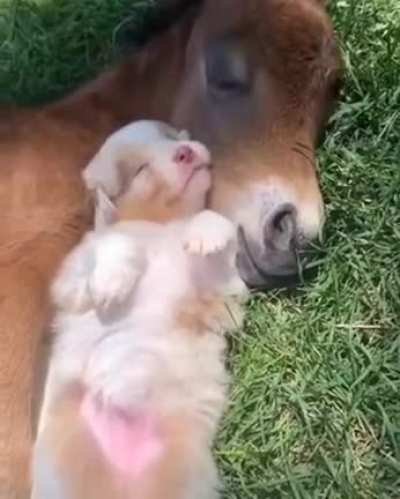 A sunny day, having a nap with your best buddy and the smell of grass: Priceless