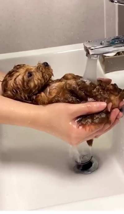 Puppy spaw day