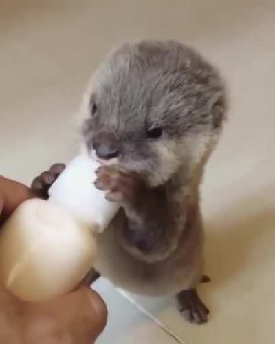 Baby otter ? back on the wagon