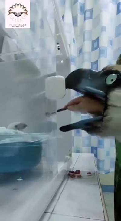 A video of a one-week-old Philippine Eagle named "Chick 29" while enjoying a meal with the help of an eagle hand puppet. They used puppet-rearing to keep Chick 29 from getting used to human presence. The Philippine Eagle is listed as critically endagered