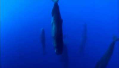 ? Pod of sperm whales sleeping