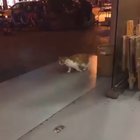I found Michael CATson .. Is Michael Jackson Rebirth??