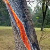 ? Lightning strike caused a tree to burn from the inside