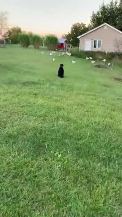 Don’t do it Gus!