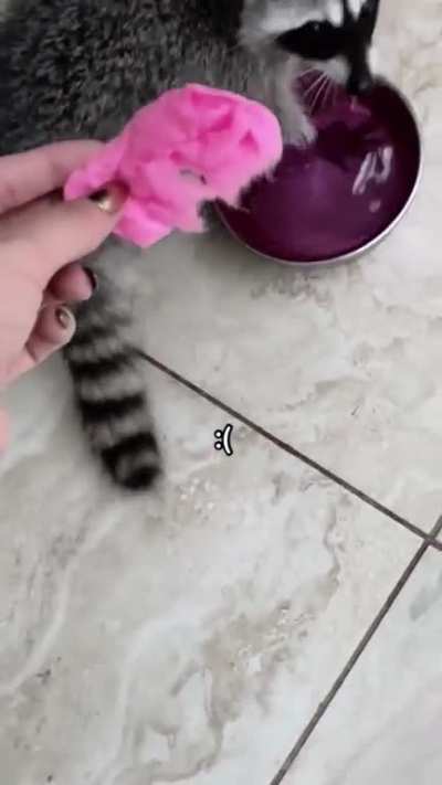 to wash his treat before he eats it ?