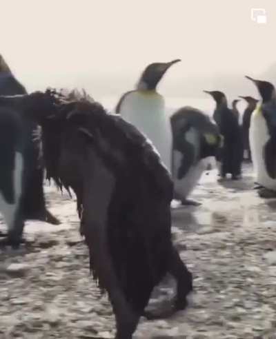 "It's not a stage DAD!" - Teen Penguin