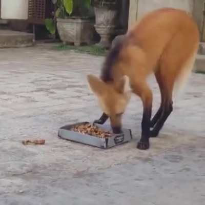 ? The Maned Wolf (Lobo Guará) Santuário do Caracas - Minas Gerais