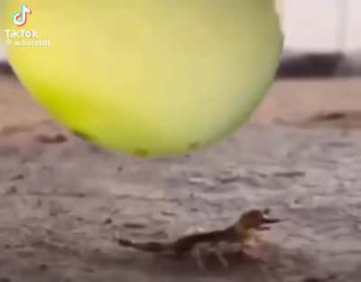 Fuck you Scorpion
