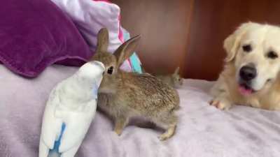 Budgie? encounters Bunnies?
