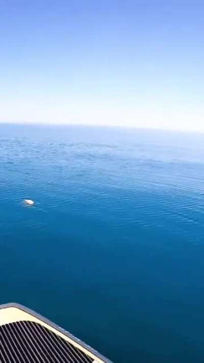 New trauma unlocked : Snakes in the ocean.