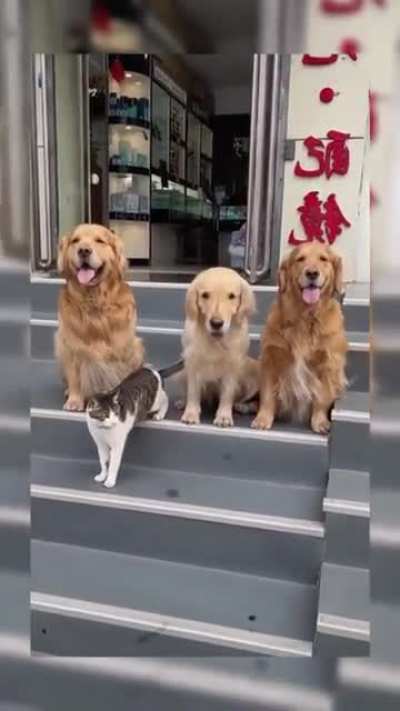 Dog aid d' Cat for Family Photo