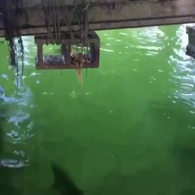 ? Octopus climbed up onto a dock support to avoid being eaten